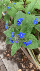 Pentaglottis sempervirens