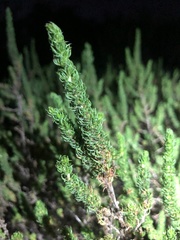 Cliffortia subsetacea