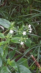 Pentas micrantha