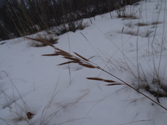 Bromus pumpellianus