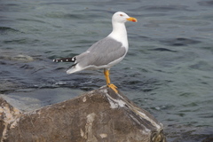 Larus michahellis