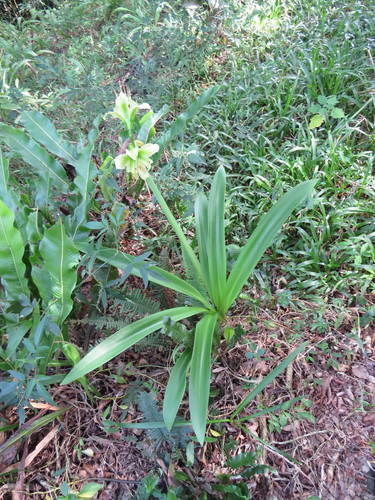 Hippeastrum calyptratum, photograph 4