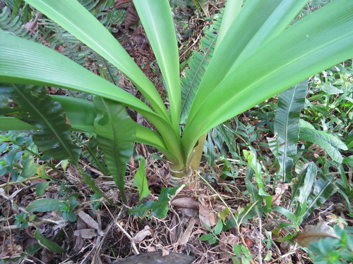 Hippeastrum calyptratum, photograph 6