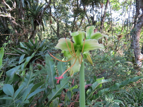 Hippeastrum calyptratum, photograph 5