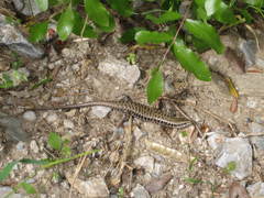 Heremites auratus