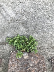 Polycarpon tetraphyllum