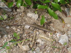 Heremites auratus