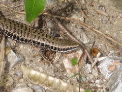Heremites auratus