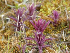 Pedicularis palustris