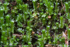 Tetraphis geniculata