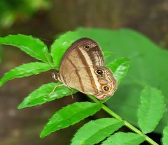 Cissia proba