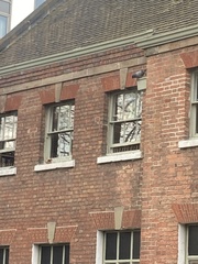 Columba livia domestica