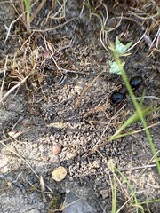 Camponotus maritimus