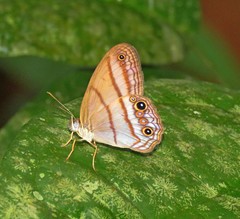 Amiga arnaca