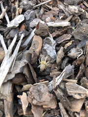 Araneae