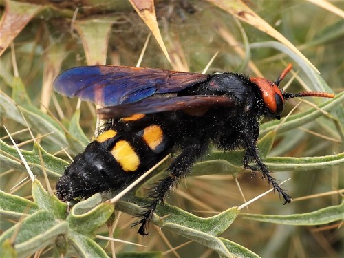Megascolia bidens