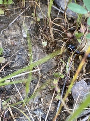 Camponotus maritimus