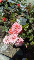 Rosa