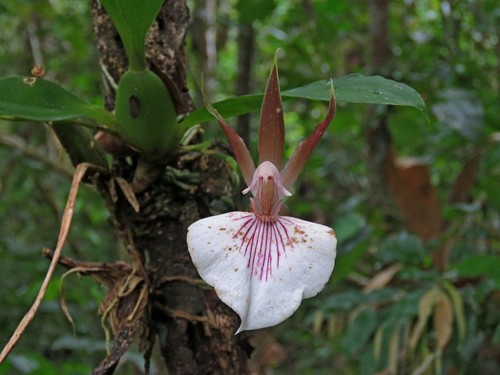 Zygosepalum labiosum, photograph 1