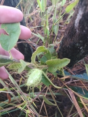 Passiflora clathrata