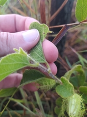 Passiflora clathrata