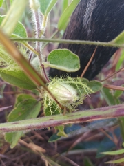 Passiflora clathrata