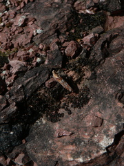 Ancylosis cinnamomella