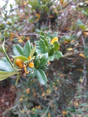 Berberis ilicifolia