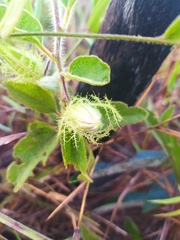 Passiflora clathrata