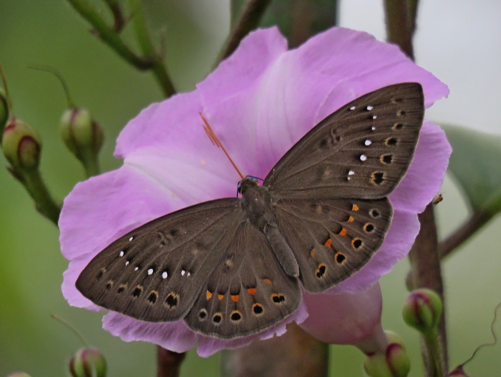 Halimede Eurybia Butterfly