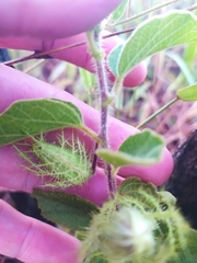 Passiflora clathrata