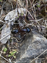 Camponotus maritimus