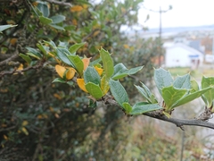 Berberis ilicifolia