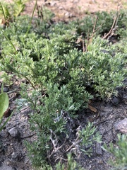 Artemisia austriaca