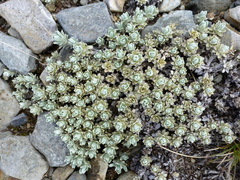 Ewartia nubigena