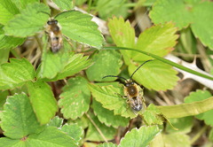 Eucera nigrescens
