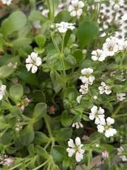 Acanthophyllum cerastioides