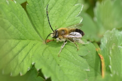 Eucera nigrescens