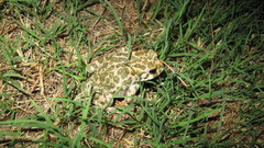 Bufotes viridis sitibundus