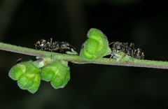 Dolichoderus bispinosus