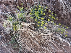 Cymopterus petraeus