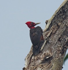 Campephilus rubricollis
