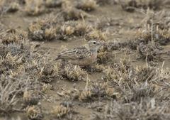 Chersomanes albofasciata beesleyi