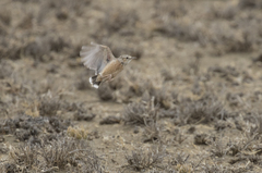 Chersomanes albofasciata beesleyi