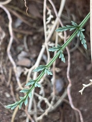 Cymopterus petraeus