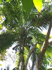 Bactris gasipaes