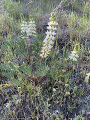 Lupinus densiflorus
