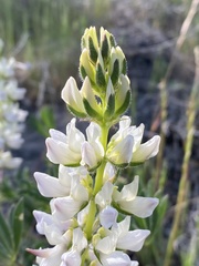 Lupinus densiflorus