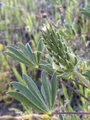 Lupinus densiflorus