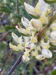 Lupinus densiflorus